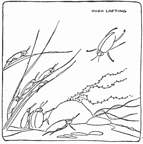 "The beetles in my native pond turned out to do me honour"