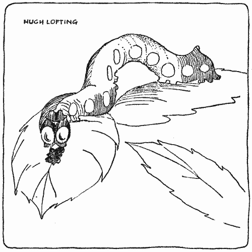 "Each caterpillar had to be fed on a special kind of leaf"