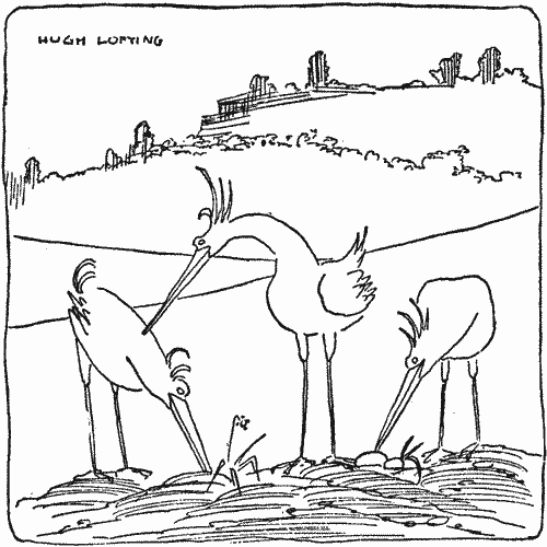 "Every single seed was carefully dug up by long-billed birds"