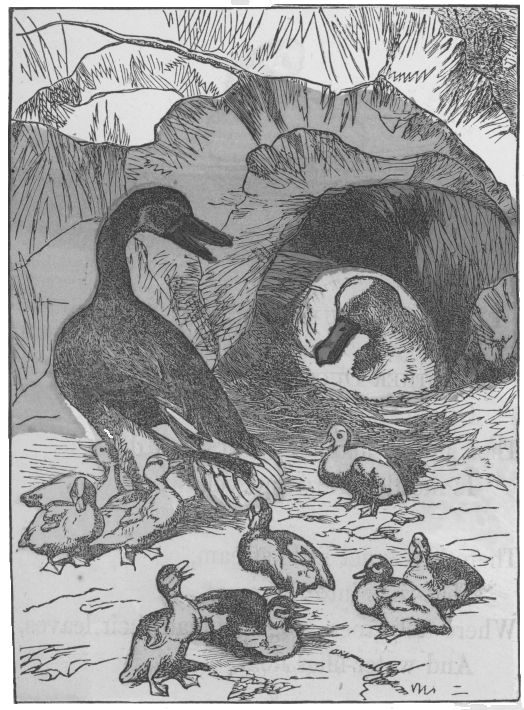 The old duck made her nest