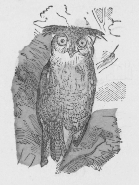 owl