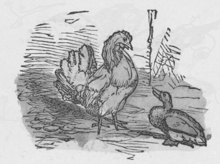 rooster and duck