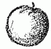 an apple