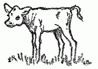 calf