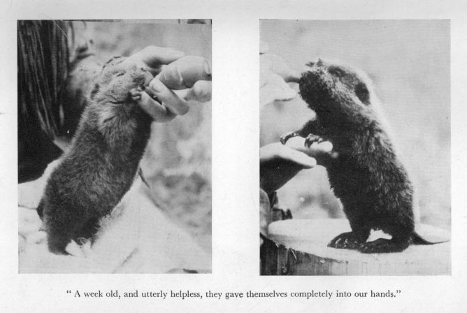 "A week old, and utterly helpless, they gave themselves completely into our hands."