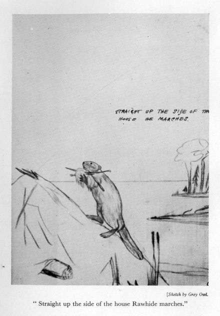 "Straight up the side of the house Rawhide marches." <I>Sketch by Grey Owl.</I>