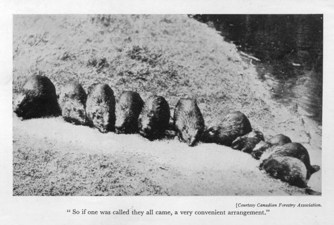 "So if one was called they all came, a very convenient arrangement."  <I>Courtesy Canadian Forestry Association.</I>