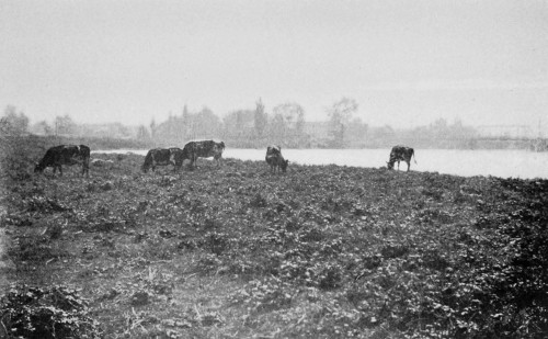 The River Rideau near Ottawa