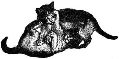 Two cats romping together.