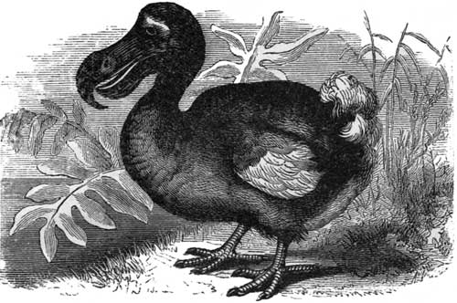 The Dodo.