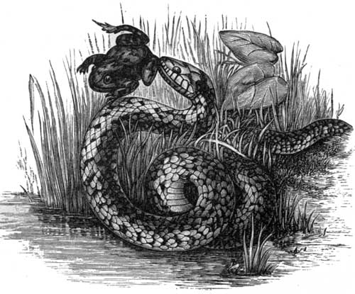 The Common Ringed Snake.