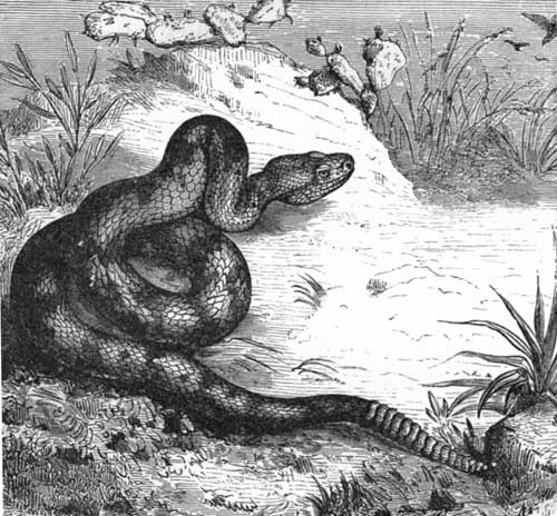 The American Rattlesnake.