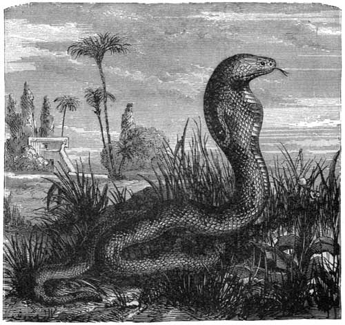 The Cobra de Capello.