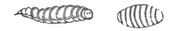 Larva and Pupa.