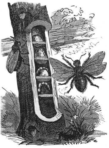 The Carpenter-Bee.
