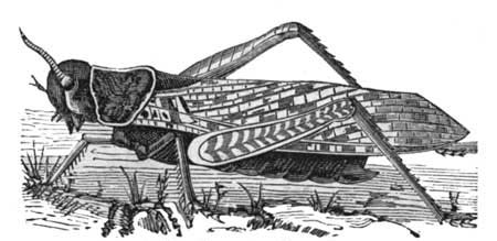 The Common Locust.