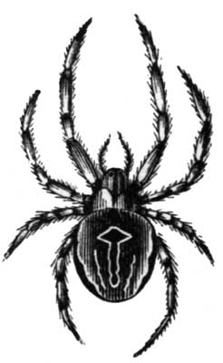 The Field-Spider.