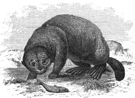 Sea-Otter. Showing the Front Paws, and the Hind Webbed
Feet.
