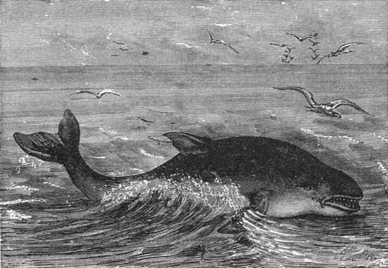 The Porpoise.