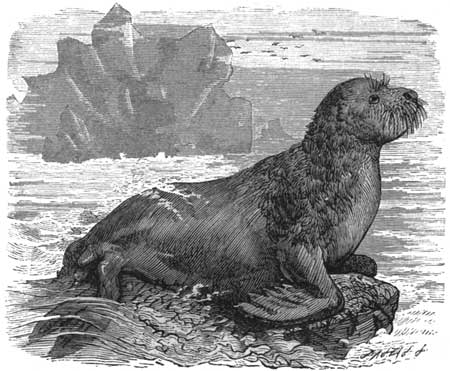 The Sea-Lion.
