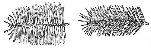 Balsam fir and Douglas Fir