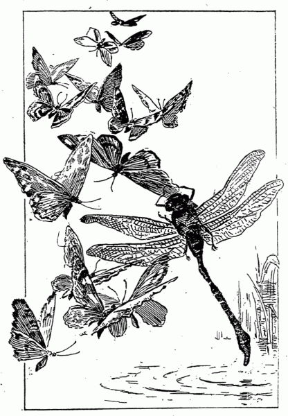 arrival of the butterflies