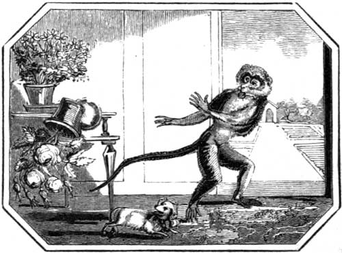 THE MONKEY
    AND LAPDOG.