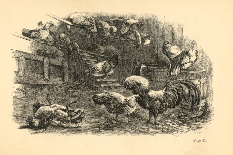 Wilful in the hen-house