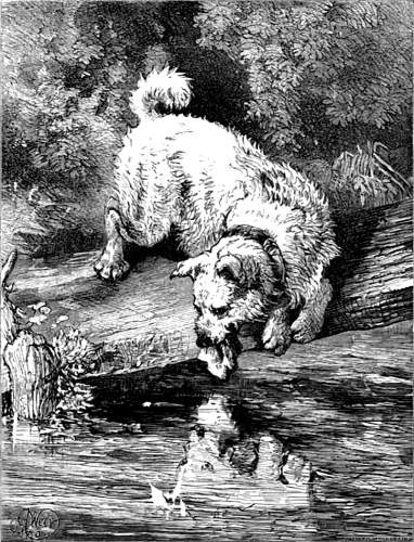 THE DOG AND THE SHADOW.