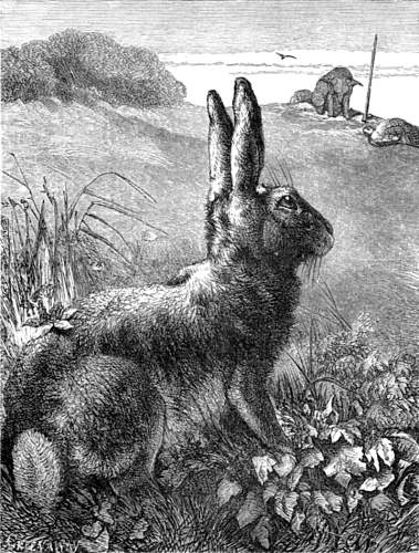 THE HARE AND THE TORTOISE.