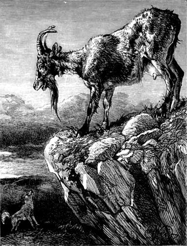 THE WOLF AND THE GOAT.