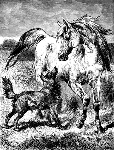 THE HORSE AND THE WOLF.