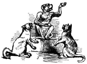 Monkey acting as a Judge.